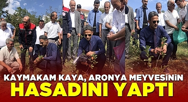 Kaymakam Kaya, Aronya meyvesinin hasadını yaptı