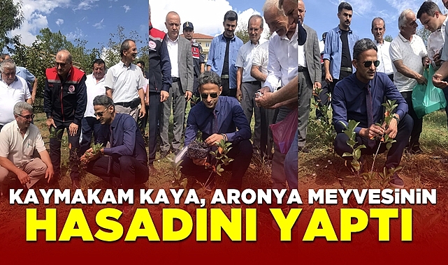 Kaymakam Kaya, Aronya meyvesinin hasadını yaptı