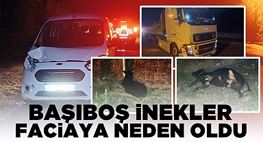 Başıboş inekler faciaya neden oldu