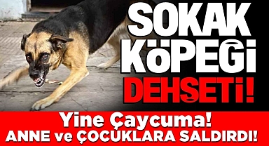 Çaycuma'da sokak köpeği dehşeti! Anne ve çocuklara saldırdı!