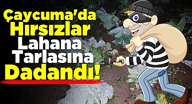 Çaycuma'da hırsızlar lahana tarlasına dadandı!