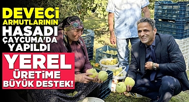 Deveci armutlarının hasadı Çaycuma'da yapıldı! Yerel üretime büyük destek!