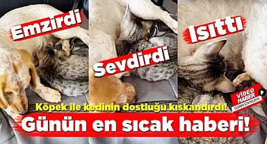 Günün en sıcak haberi! Köpek ve kedinin dostluğu kıskandırdı!