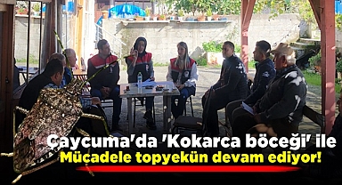 Çaycuma'da 'Kokarca böceği' ile mücadele topyekün devam ediyor!
