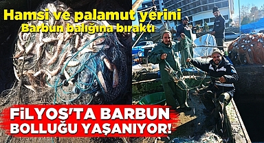 Filyos'ta barbun bolluğu yaşanıyor!
