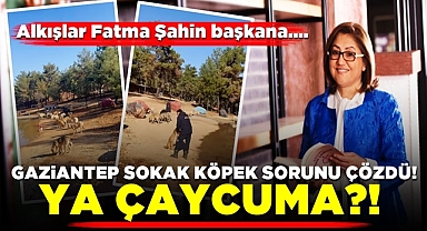 Gaziantep sokak köpekleri sorununu çözdü! Ya Çaycuma!