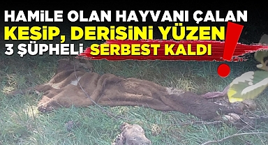 Hamile olan hayvanı çalan, kesip derisini yüzen 3 şüpheli serbest kaldı!