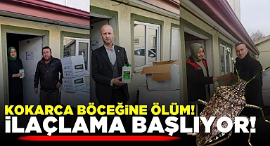 Kokarca böceğine ÖLÜM! İlaçlama başlıyor!