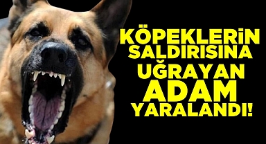 Köpeklerin saldırısına uğrayan adam yaralandı!