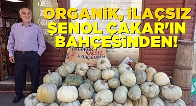 Organik, ilaçsız Şenol Çakar'ın bahçesinden...