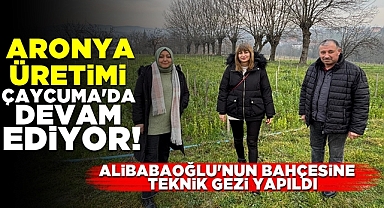 Aronya üretimi Çaycuma'da devam ediyor! Alibabaoğlu'nun bahçesine teknik gezi