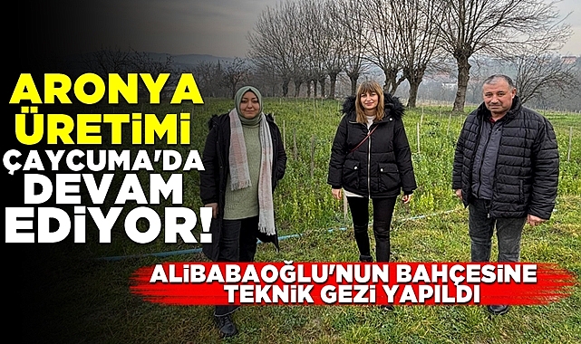 Aronya üretimi Çaycuma'da devam ediyor! Alibabaoğlu'nun bahçesine teknik gezi