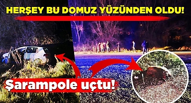 Çaycuma'da facia! Herşey bu domuz yüzünden oldu! Şarampole uçtu!