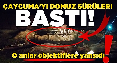 Çaycuma'yı domuz sürüleri bastı! O anlar objektiflere yansıdı!