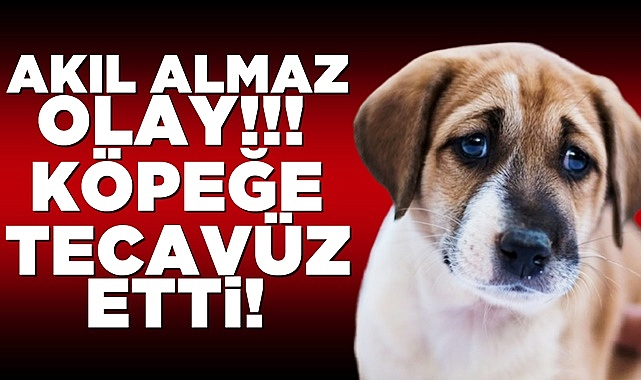Akıl almaz olay! Köpeğe tecavüz etti!
