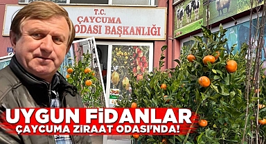 Uygun fidanlar Çaycuma Ziraat Odası'nda!