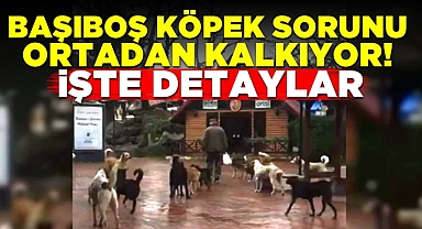 Başıboş köpek sorunu ortadan kalkıyor! İşte detaylar...