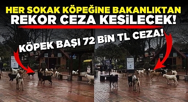 Her sokak köpeğine bakanlıktan rekor ceza kesilecek!