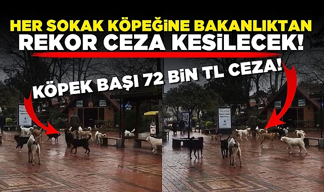 Her sokak köpeğine bakanlıktan rekor ceza kesilecek!