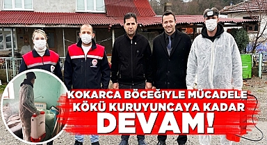 Kokarca böceğiyle mücadele kökü kuruyuncaya kadar devam!
