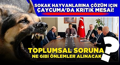 Sokak hayvanlarına çözüm için Çaycuma'da kritik mesai!