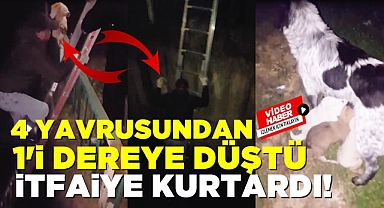 4 yavrusundan 1'i dereye düştü, itfaiye kurtardı!