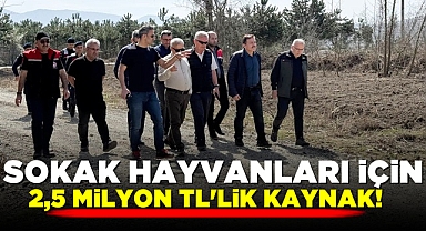 Sokak hayvanları için 2,5 milyon TL'lik kaynak!