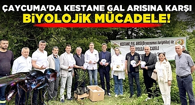 Çaycuma'da kestane 'GAL ARISI'na karşı biyolojik mücadele!