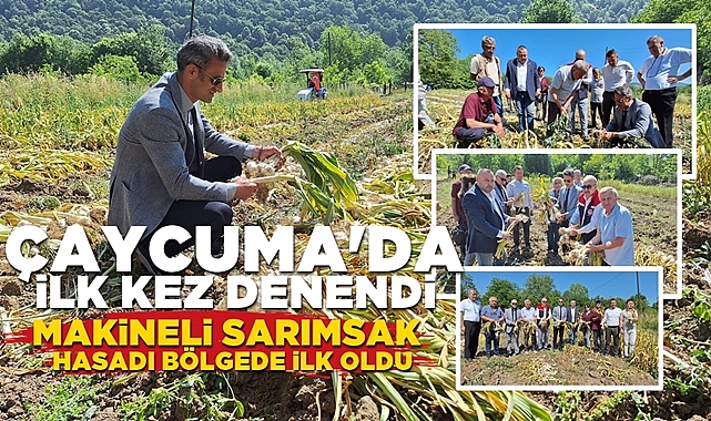 Çaycuma'da ilk kez denendi: Makineli sarımsak hasadı bölgede ilk oldu!