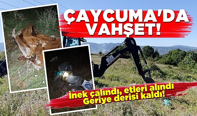 Çaycuma'da vahşet: İnek çalındı, etleri alındı, geriye derisi kaldı!