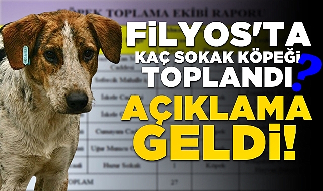 Filyos'ta kaç sokak köpeği toplandı? Açıklama geldi!
