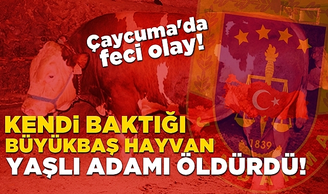 Kendi baktığı büyükbaş hayvan yaşlı adamı öldürdü!