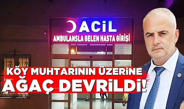 Köy muhtarının üzerine ağaç devrildi!