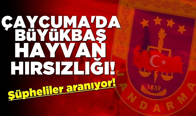 Çaycuma'da büyükbaş hayvan hırsızlığı!