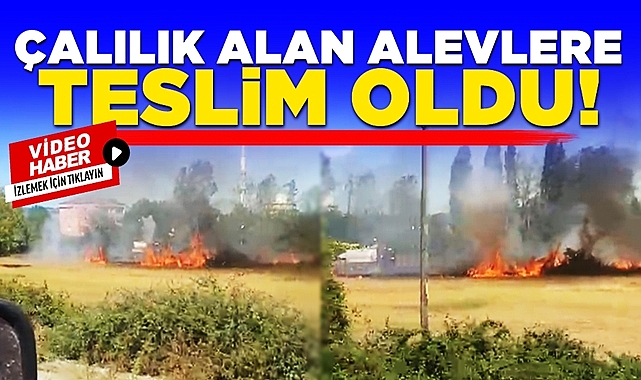 Çaycuma'da çalılık alan alevlere teslim oldu!