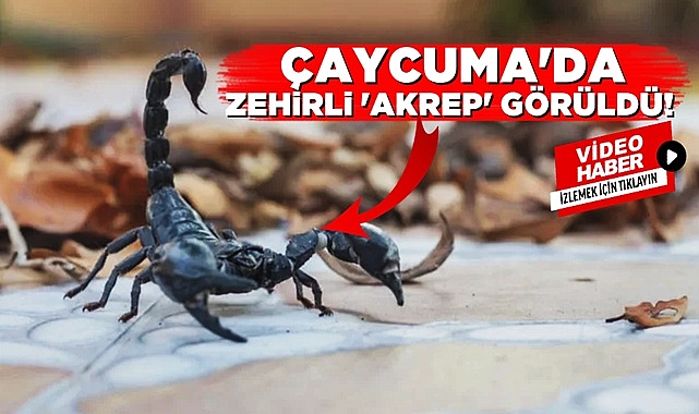 Çaycuma'da zehirli 'Akrep' görüldü!