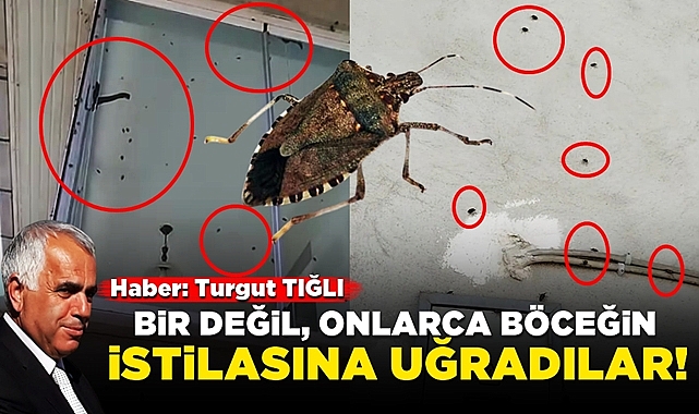 Bir değil, onlarca böceğin istilasına uğradılar!