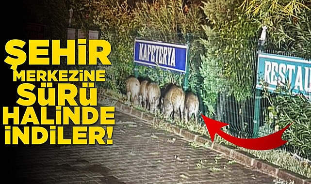Şehir merkezine sürü halinde indiler!