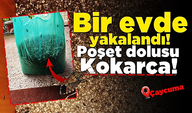 Çaycuma'da bir evde yakalandı! Poşet dolusu Kokarca!