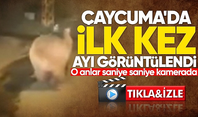 Çaycuma'da ilk kez ayı görüntülendi! O anlar saniye saniye kamerada...