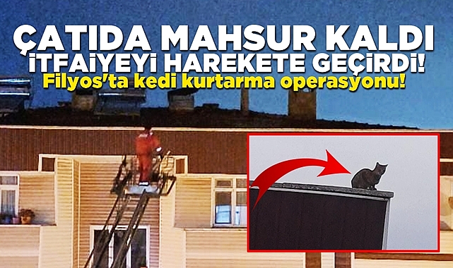 Filyos'ta çatıda mahsur kalan kediye kurtarma operasyonu!