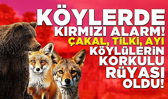 Tilki, çakal ve ayılar köylülerin korkulu rüyası oldu!