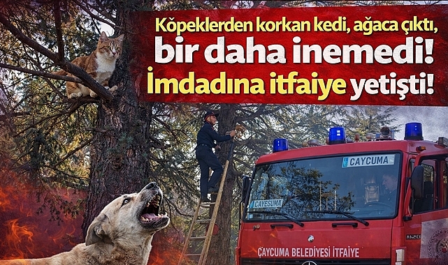 Köpeklerden korkan kedi ağaca çıktı, bir daha inemedi! İmdadına itfaiye yetişti!