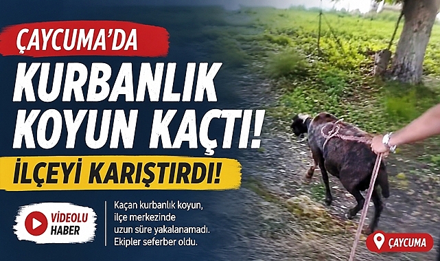 Çaycuma'da kurbanlık koyun kaçtı! İlçeyi karıştırdı!