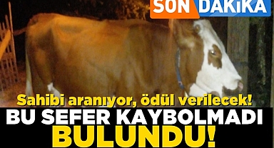 Bu sefer kaybolmadı, bulundu! Sahibi aranıyor, ödül verilecek!