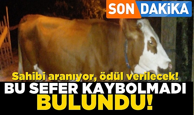 Bu sefer kaybolmadı, bulundu! Sahibi aranıyor, ödül verilecek!
