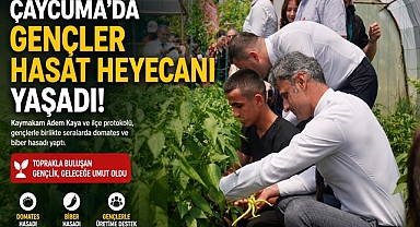 Çaycuma'da gençler hasat heyecanı yaşadı! Gençler toprakla buluştu! 