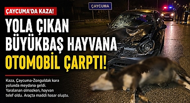 Çaycuma'da yola çıkan büyükbaş hayvana otomobil çarptı!