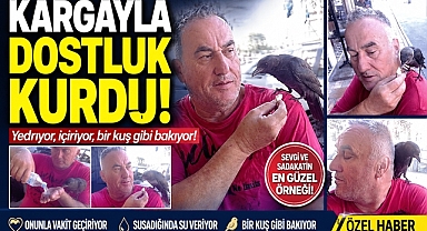 Kargayla dostluk kurdu! Yediriyor, içiriyor bir kuş gibi bakıyor!