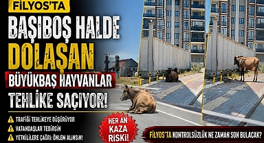 Filyos'ta başıboş dolaşan büyükbaş hayvanlar tehlike saçıyor!